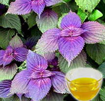 紫苏籽油